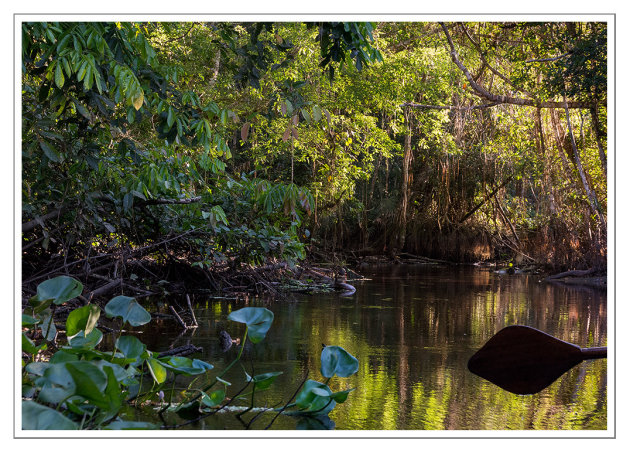 Monet's Amazon