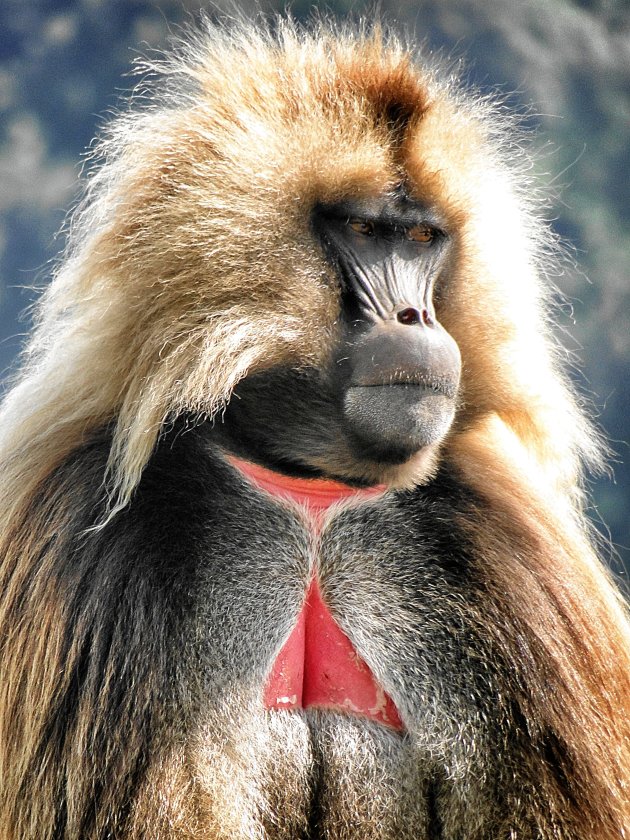 Gelada Baviaan 2