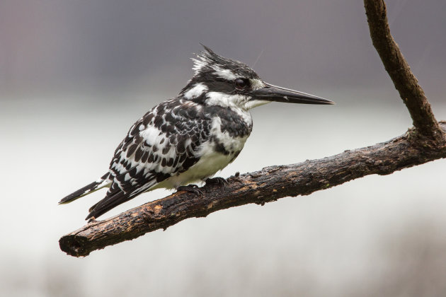 bonte ijsvogel Lake Naivasha