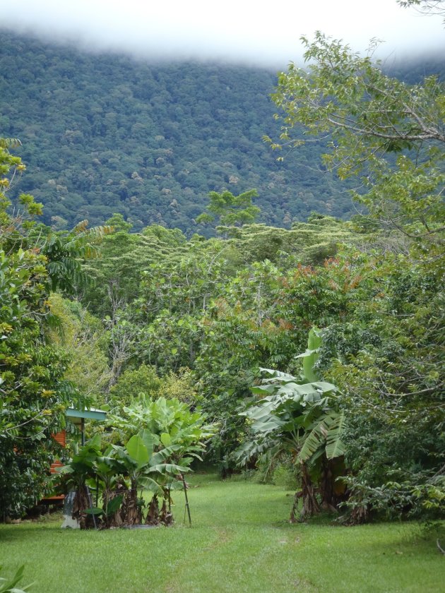 Mist bij Cape Tribulation