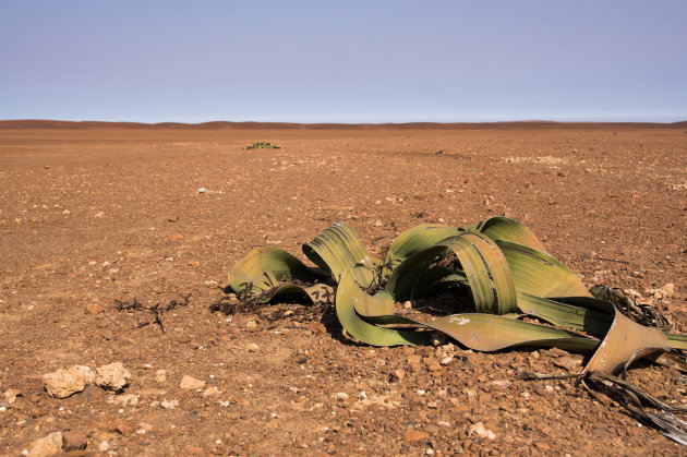 Welwitschia