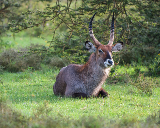 Wandelsafari bij Lake Naivasha - waterbok