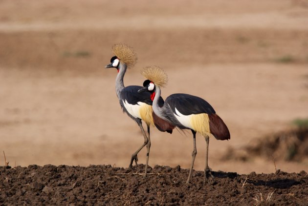 Crowned Cranes