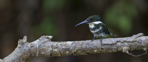 Bonte ijsvogel