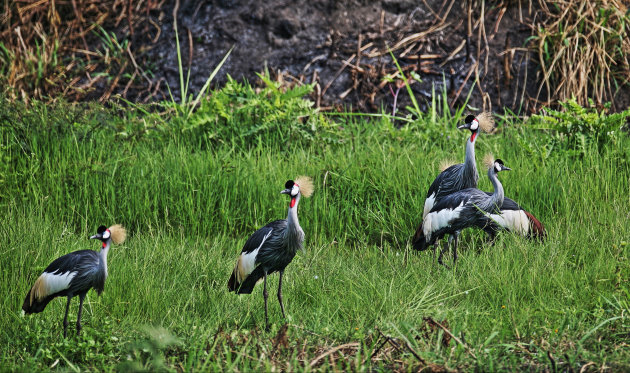 Grey  crowned cranes