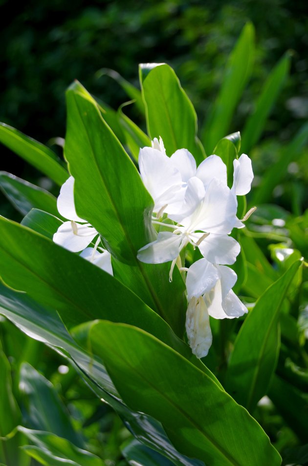 Verzetsbloem Mariposa