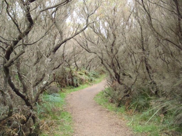 Cape Otway grillig bos