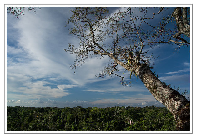 Above the tree canopy