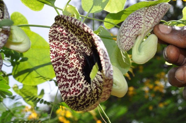 Dutchmen's Pipe