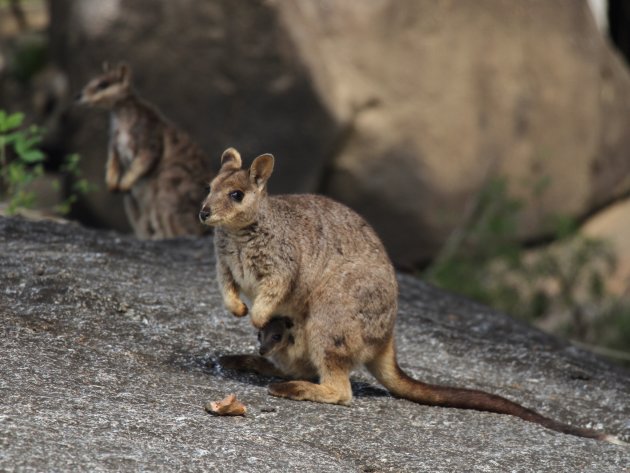 Familie Bergkangaroo