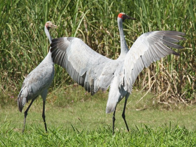 Saruskraanvogel op versiertoer 