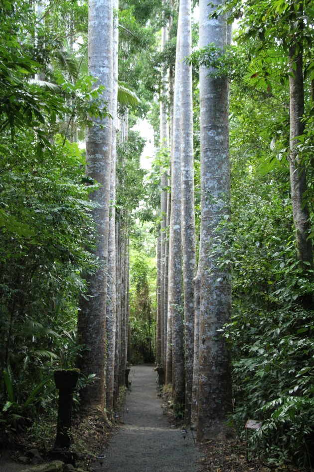 Kauri bomenlaantje