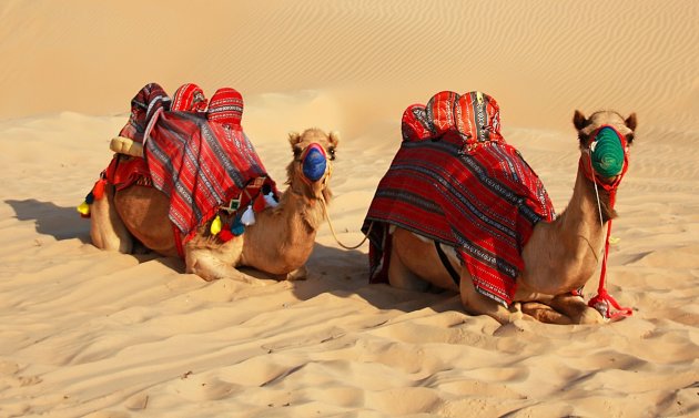 Twee dromo's in het zand