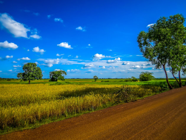 Rijstvelden in de omgeving van Kampong Cham