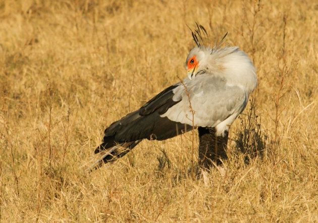 Secretaris vogel