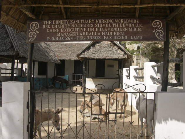 Ezelkliniek in Lamu