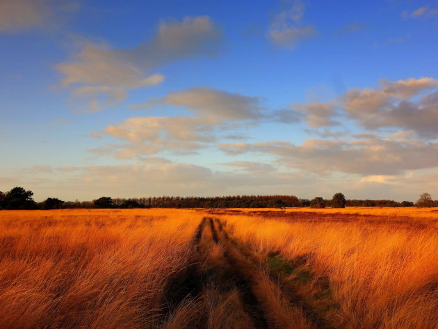 Hollandse prairie