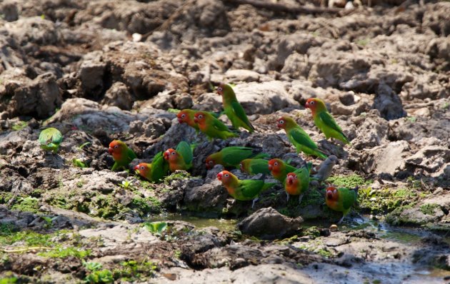 Lilian's Lovebird