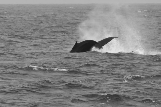 Humpback whale