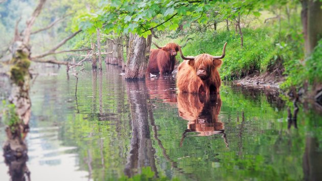 Natte Voeten Schotse Hooglanders