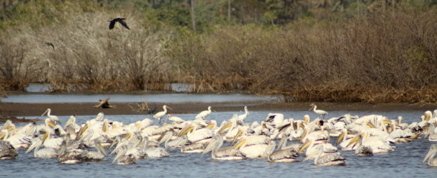 The Birds