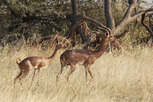 Girafgazelle