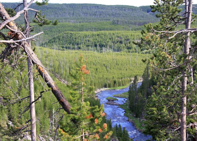 Yellowstone