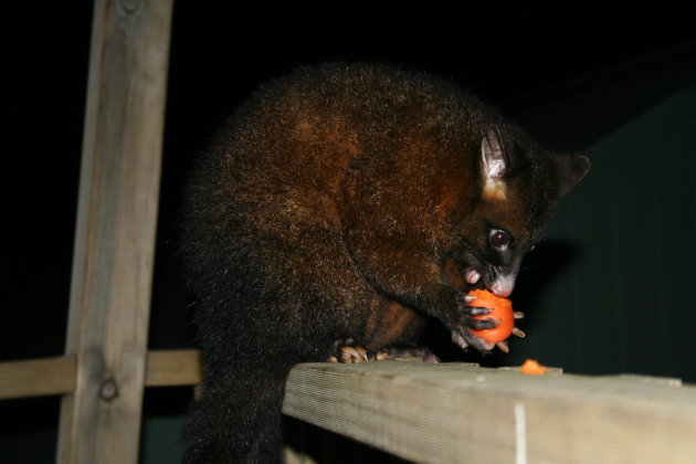 Opossum Tasmanië