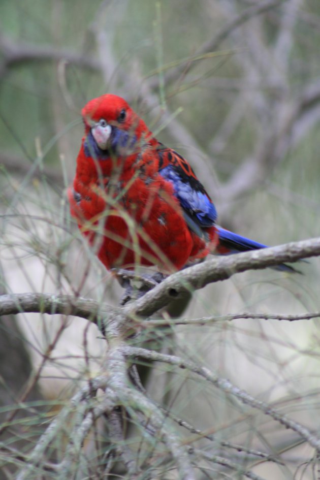 papegaai in Australië