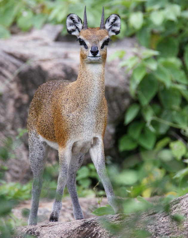 Klipspringer