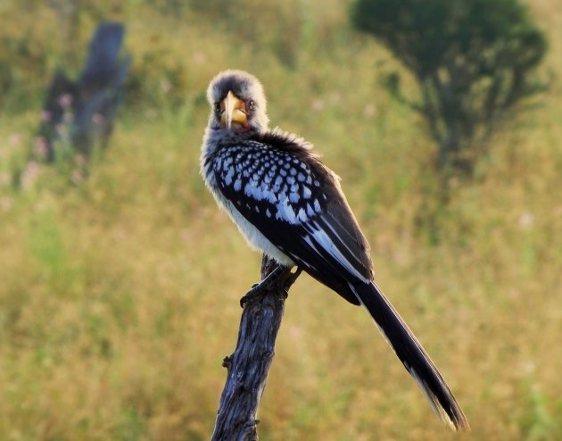 Yellow Billed Hornbill Jonkie