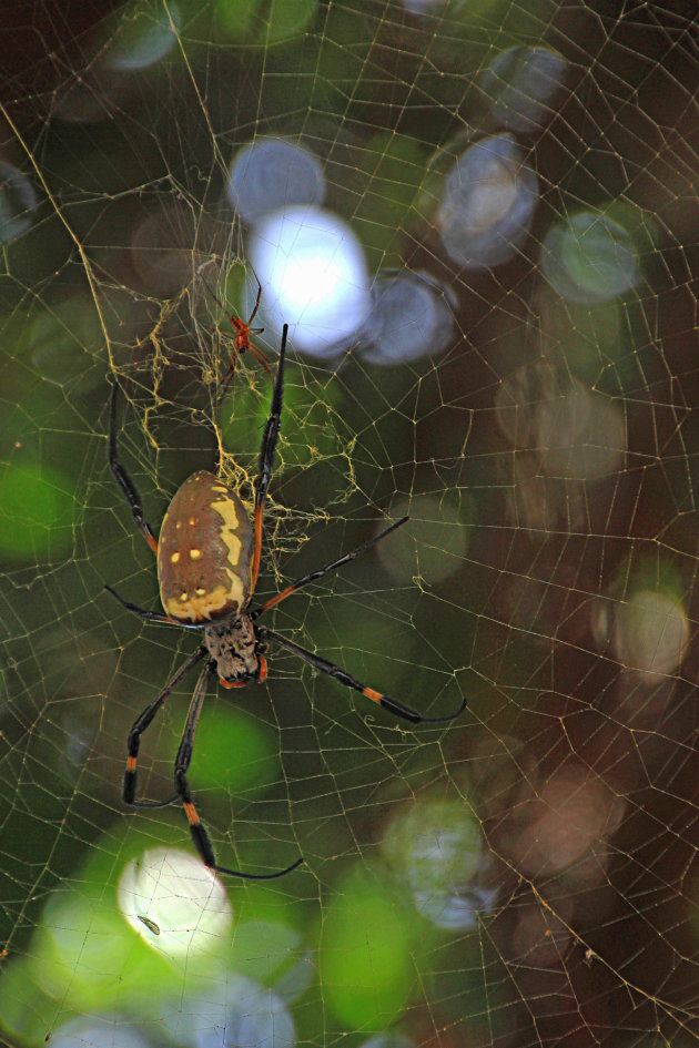 Golden orb spider?