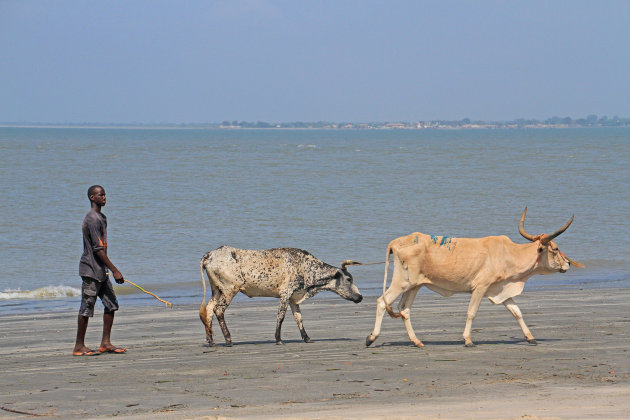 strandkoeien