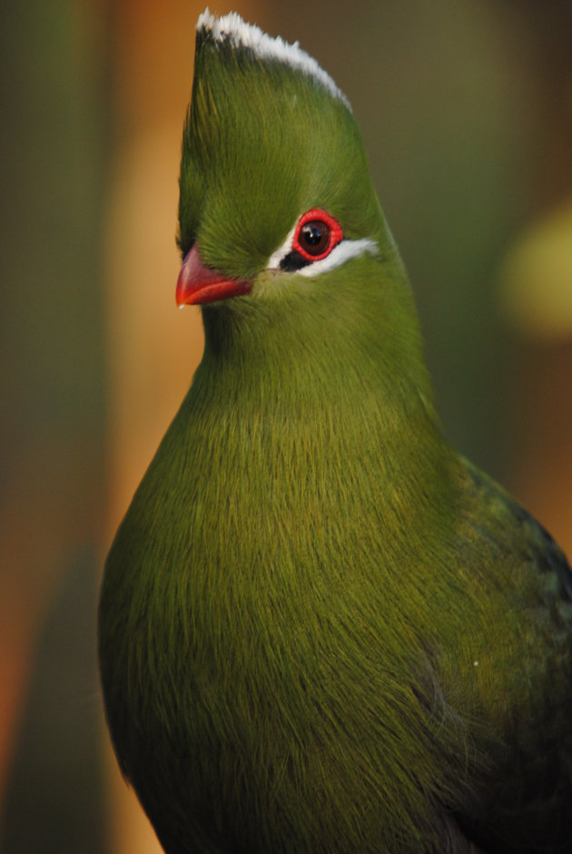 Knysna Turaco