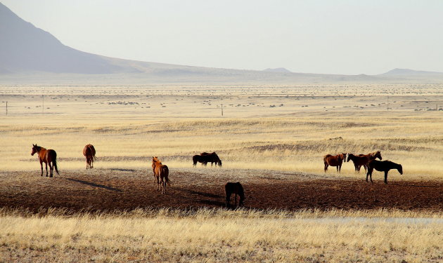 Wild horses(film)