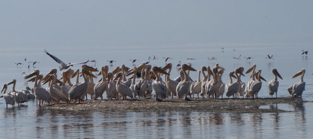 Eiland bewoners