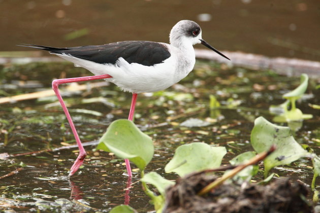 Black winged stilt