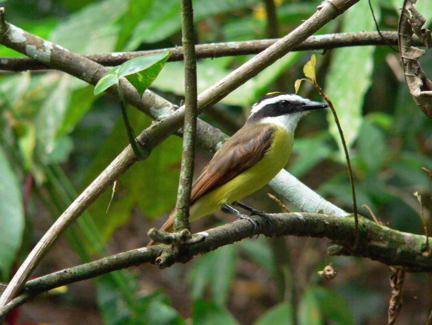 Great Kiskadee