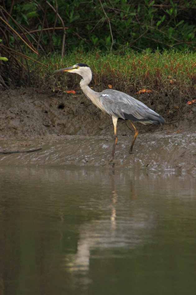 mangrove reiger