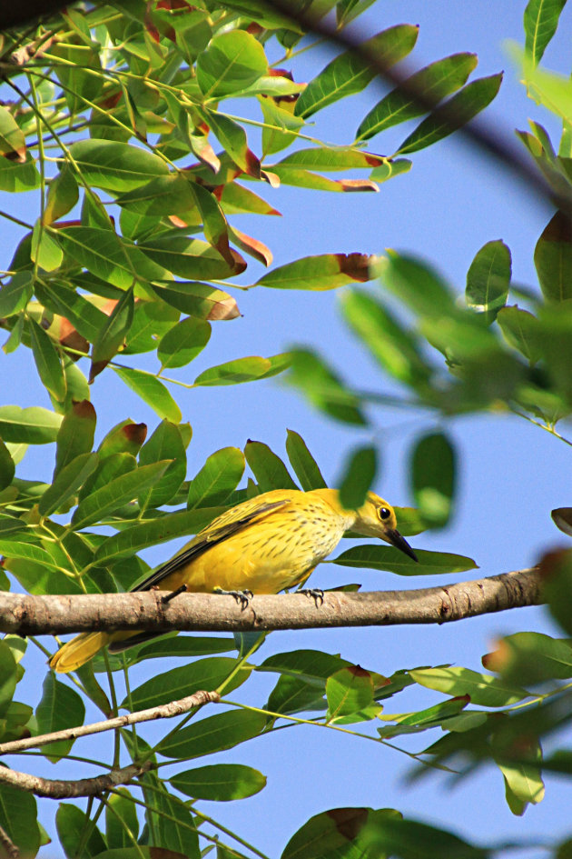 zeldzame vogel