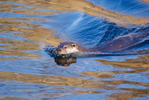 Zwemmende Otter