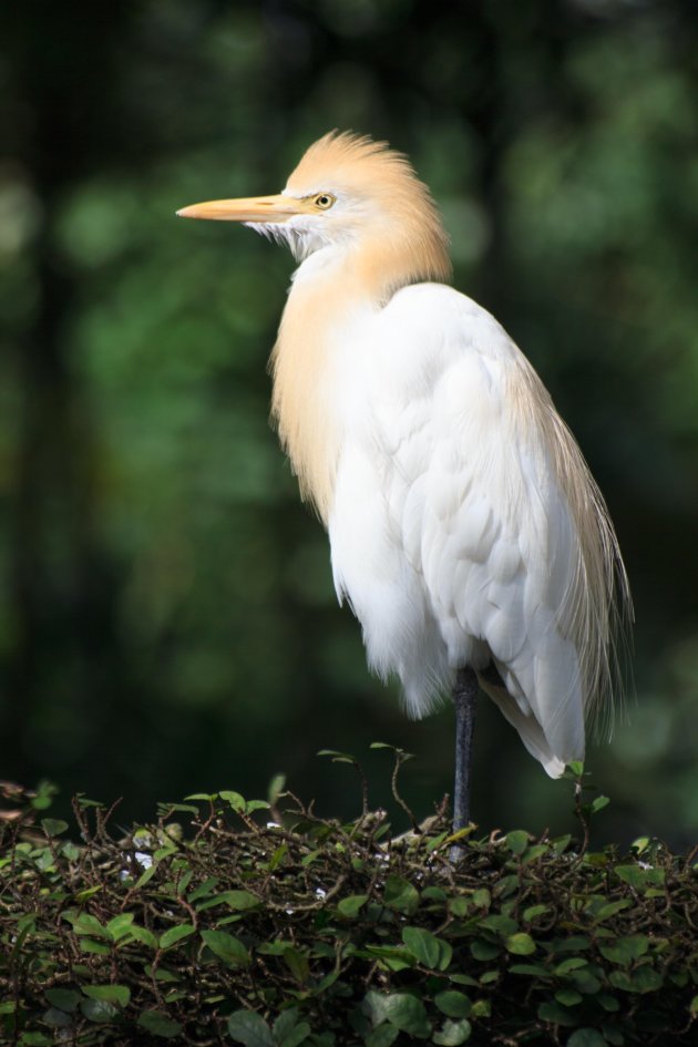 Cattle Egret