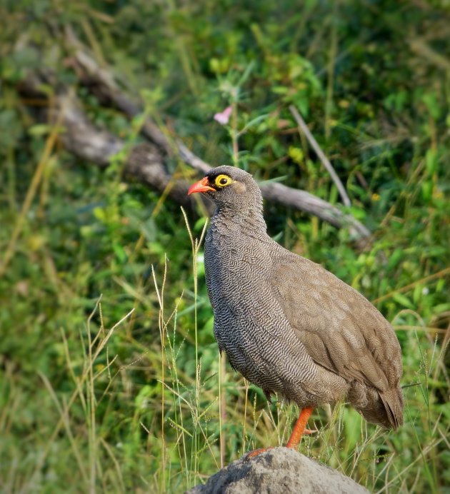 Red-billed Francolin