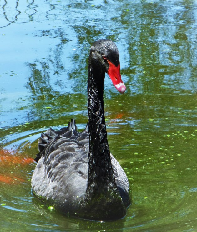 Black Swan