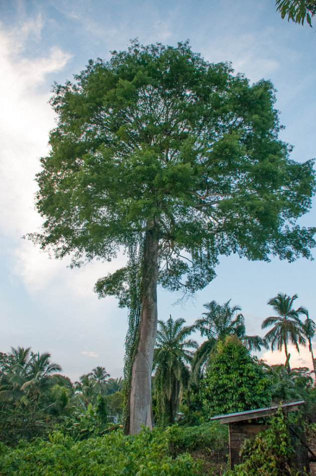 Tree of life - Avatar