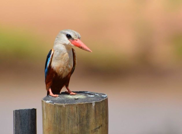 Grey headed kingfisher