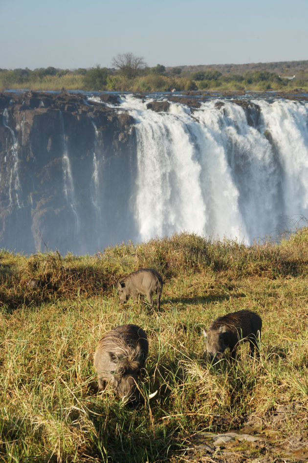 Wrattenzwijntjes voor de Vic Falls