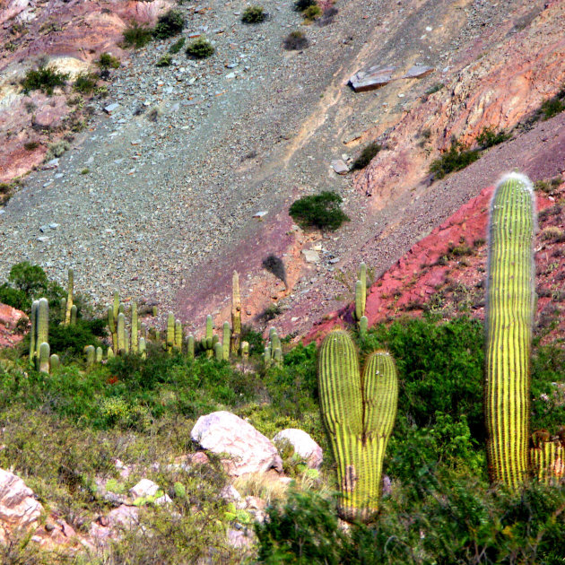 Cactussen in gekleurd berglandschap