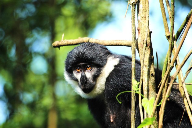 Red-tail monkey