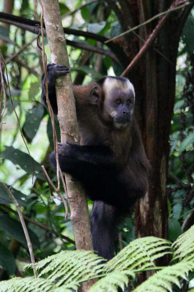 Gracile Capuchin Monkeys